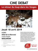 Cin-dbat : le retour du loup dans les Vosges