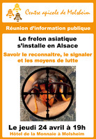Runion d'information publique : le frelon asiatique s'installe en Alsace