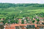 Vignoble de Molsheim