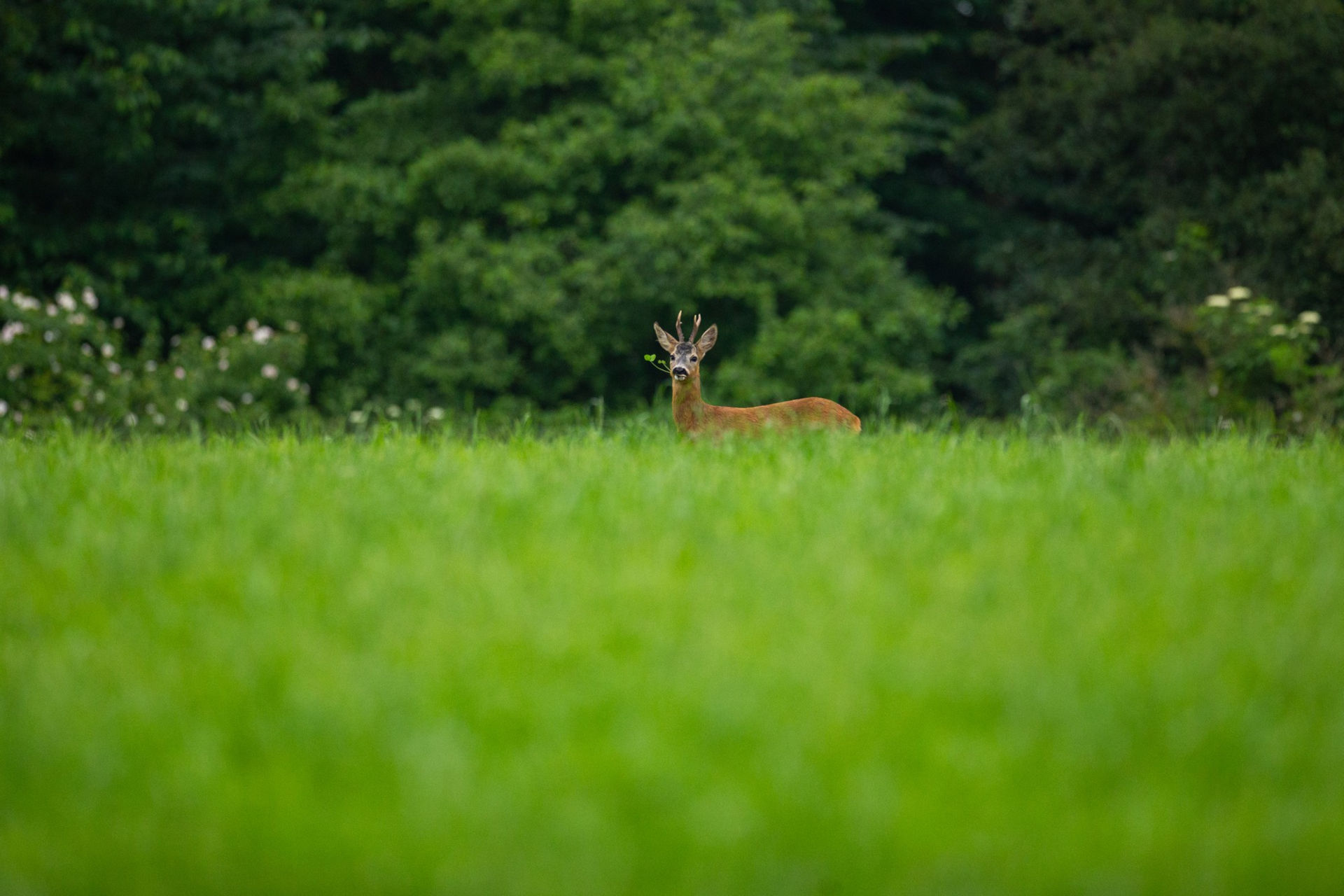 Baux de chasse