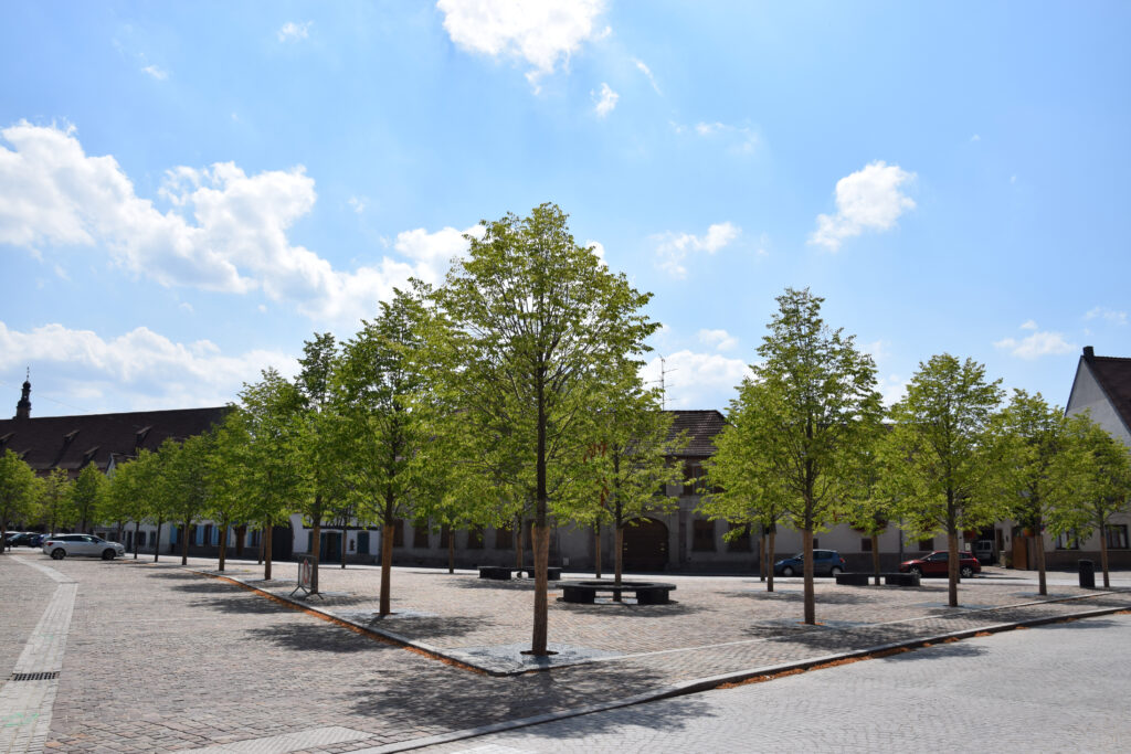 La place de la Liberté et ses tilleuls